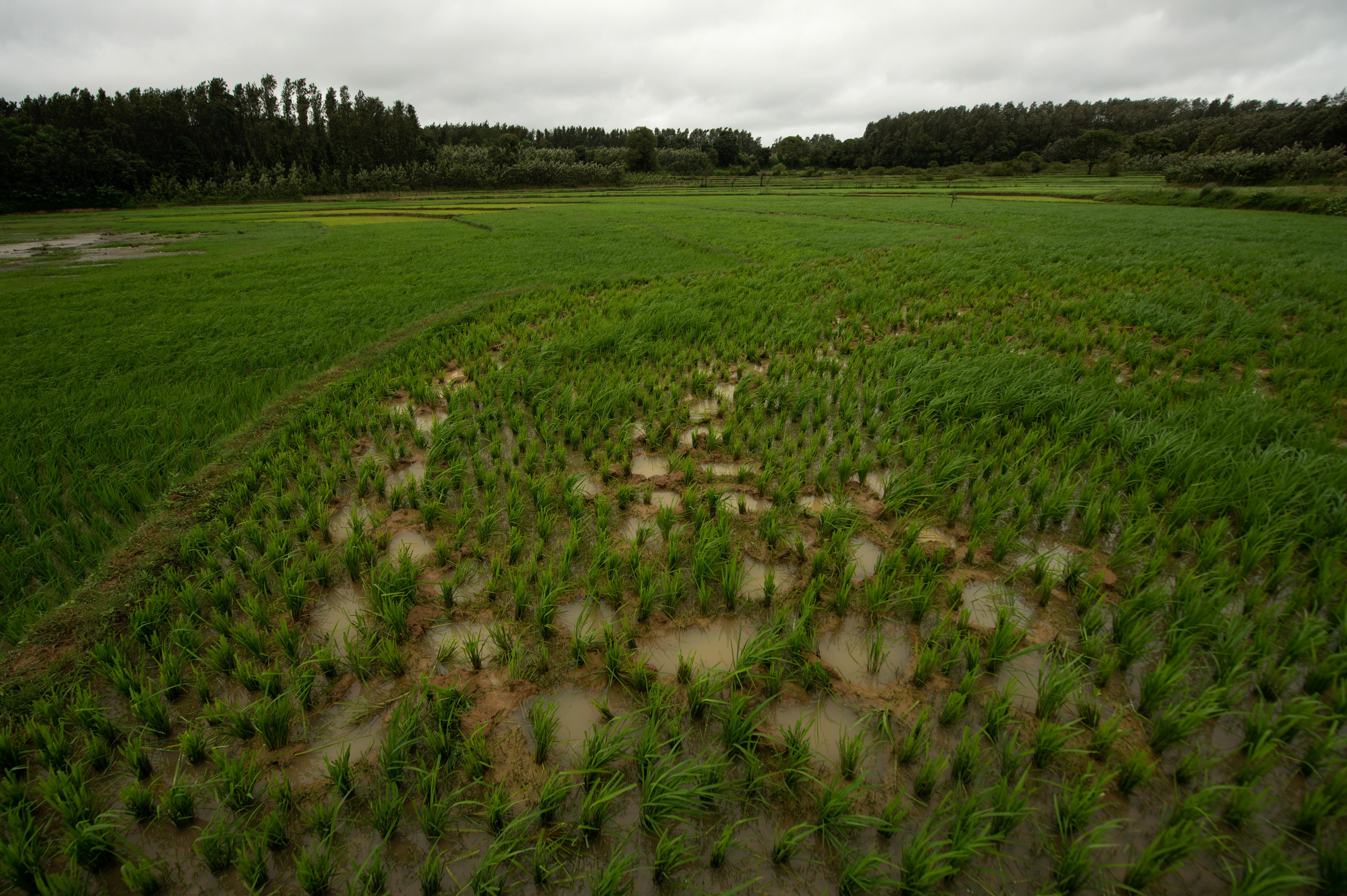 Elephant footprints filled with rainwater