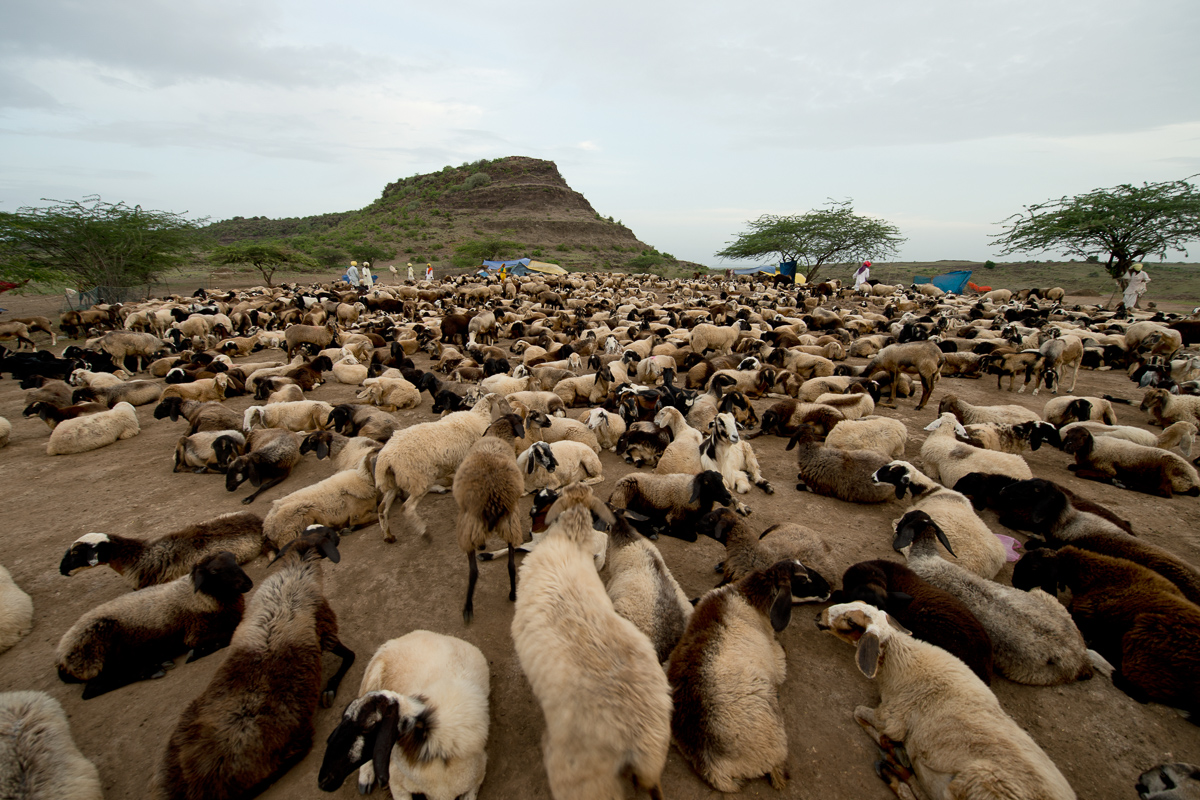 The Economics of Rearing Sheep