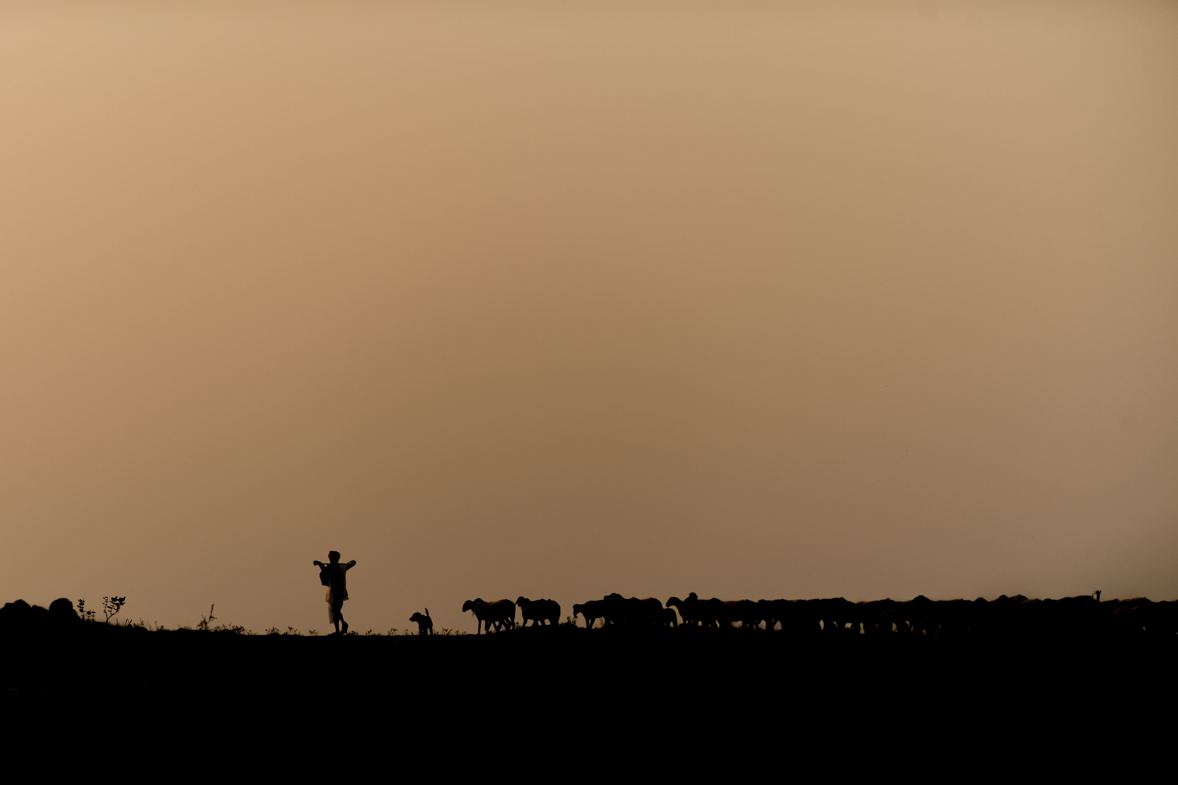 Dhangar shepherds on migration