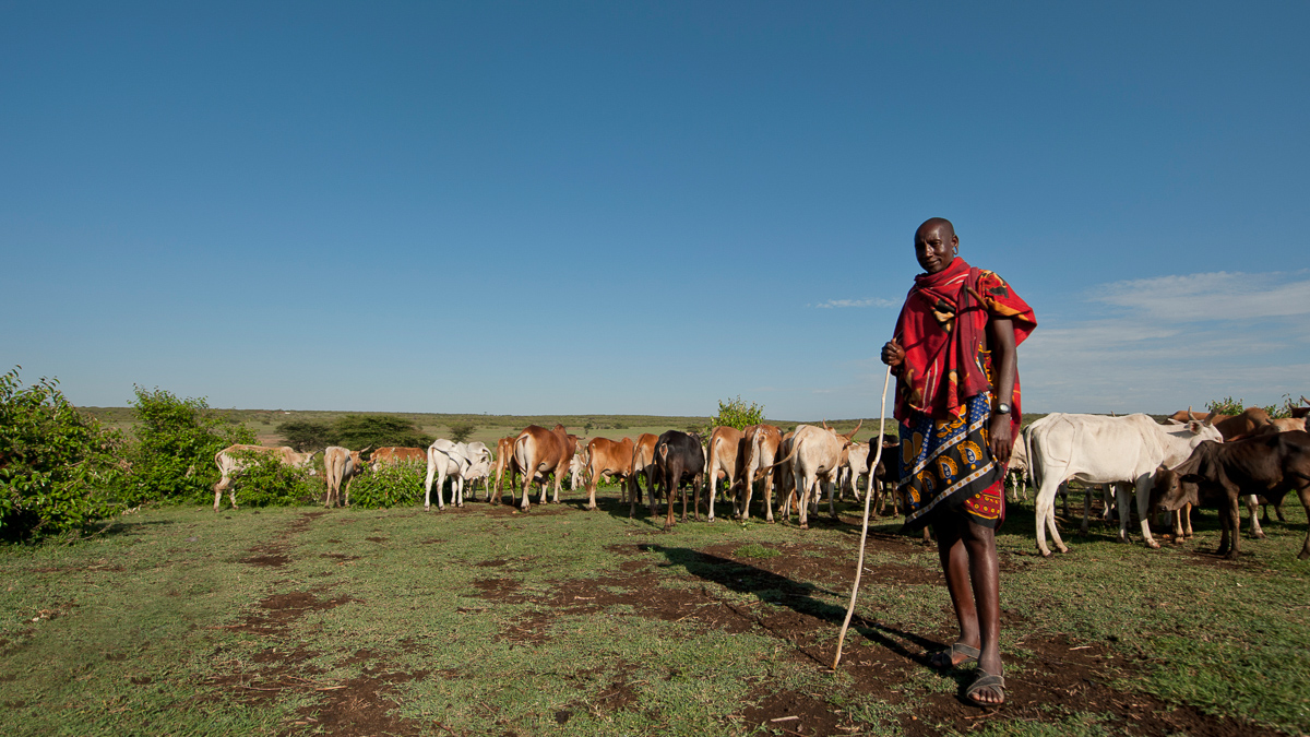 The grasslands at dusk