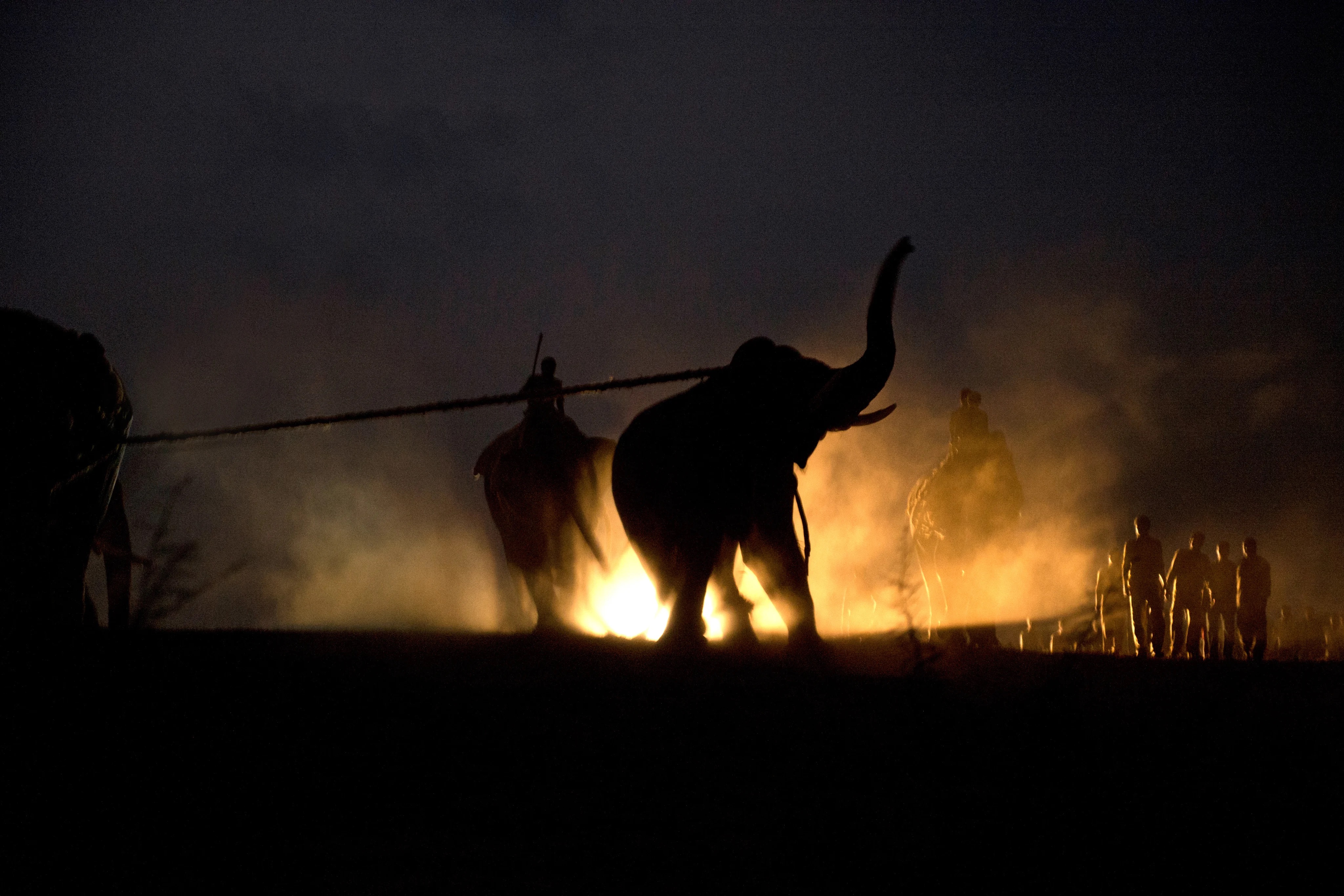 Thousands of Olive Ridley turtles nesting on Rushikulya beach during Arribada