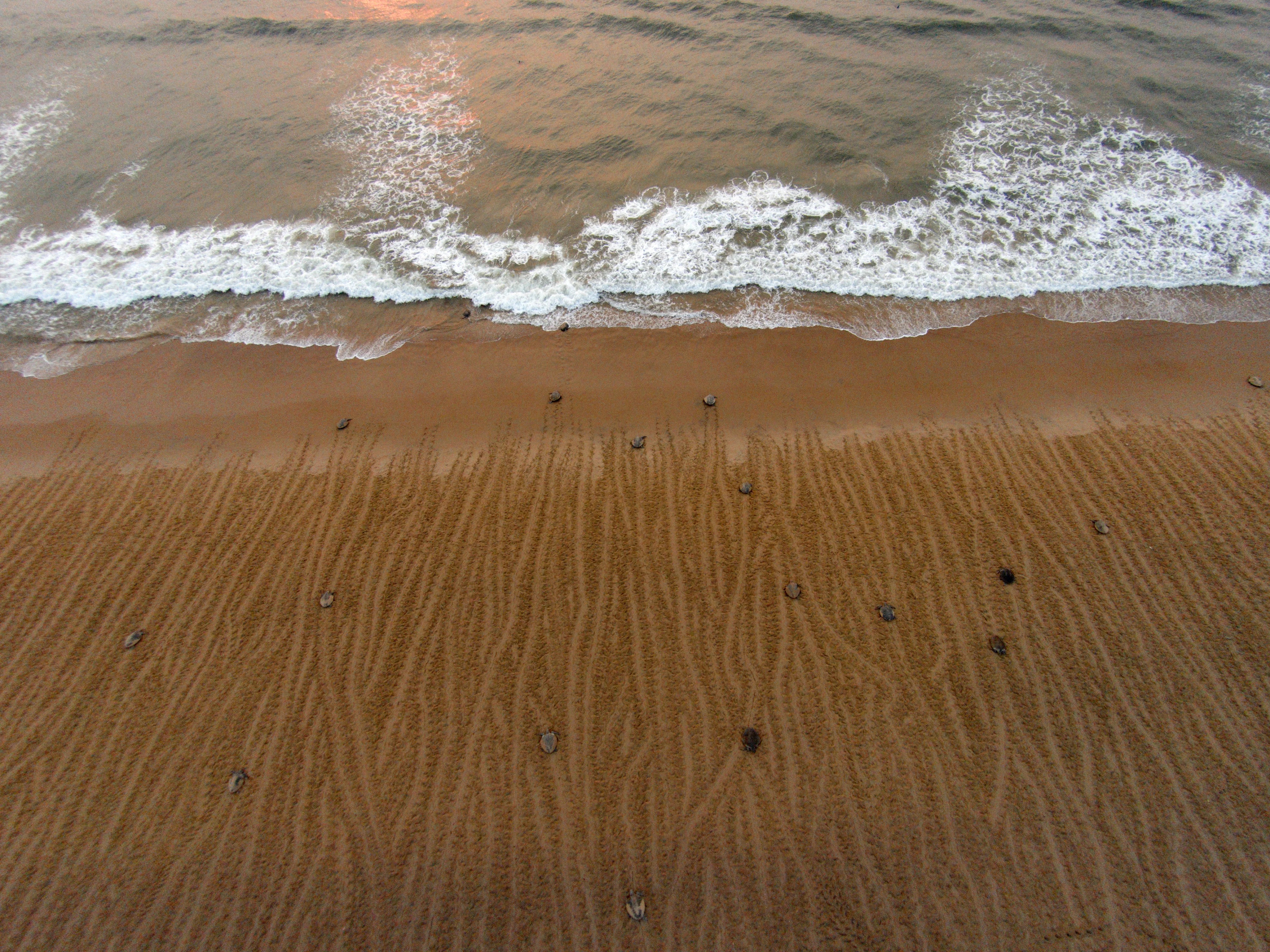 When a Million Turtles Land