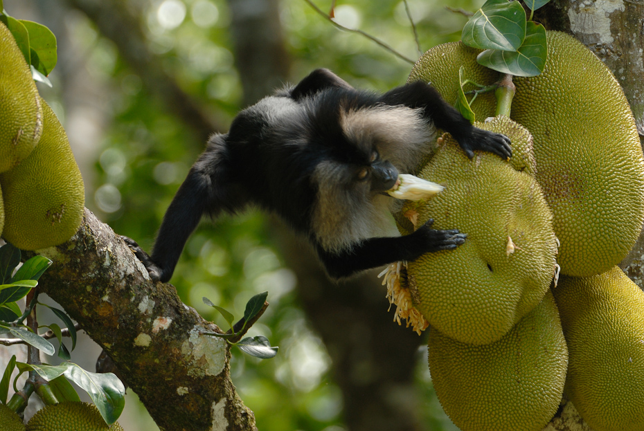 Lion-tailed macaque feeding on jackfruit