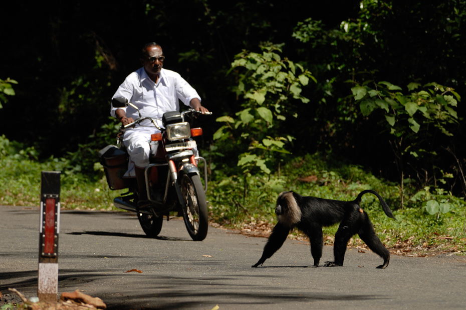 Lion-tailed macaque crossing the road
