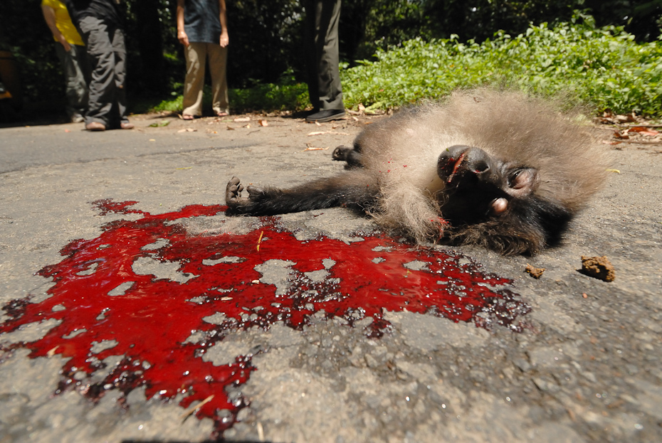 Lion-tailed macaque roadkill