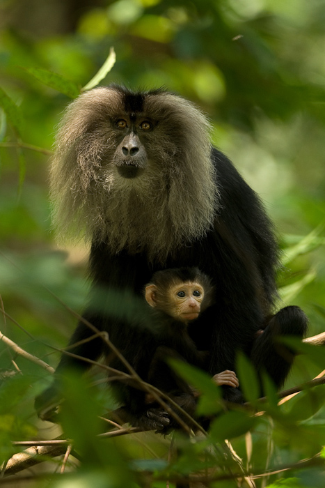 Lion-tailed macaque with young one
