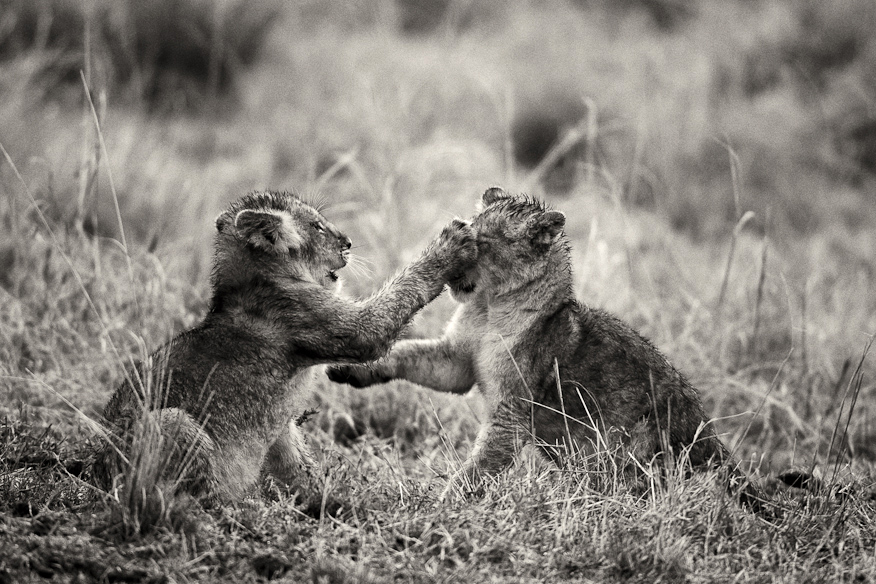 Fighting cubs