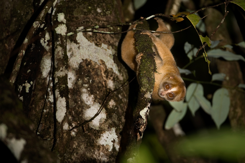 Slow Loris