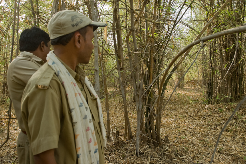 Tiger in Tadoba