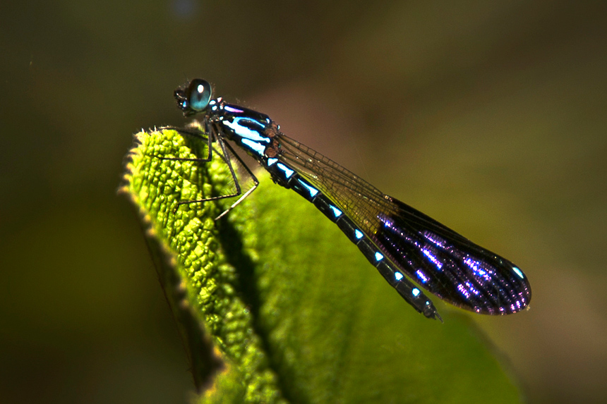 Stream Sapphire damselfly