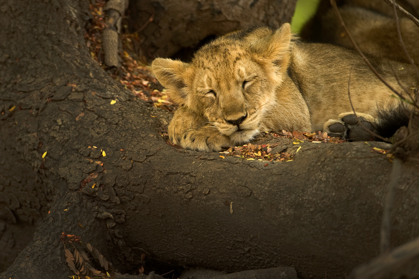 Lion cub