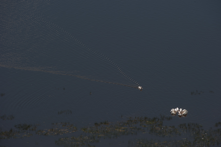 White Pelican