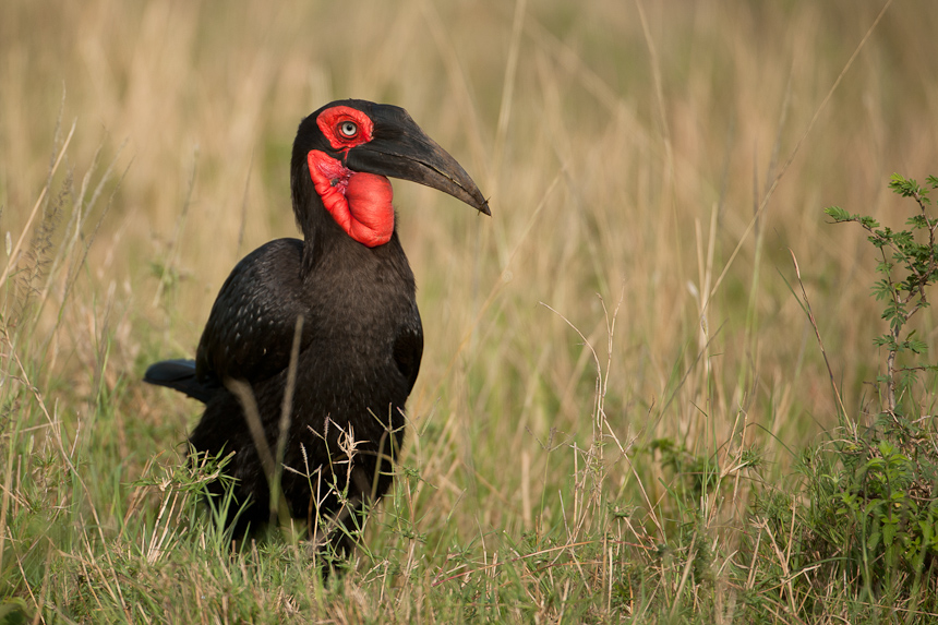 Ground hornbill