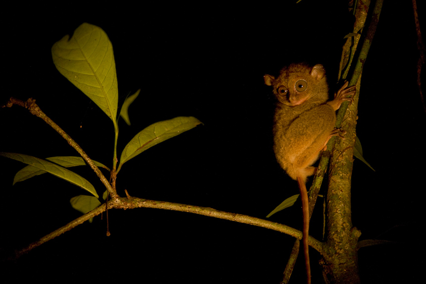 Tarsier