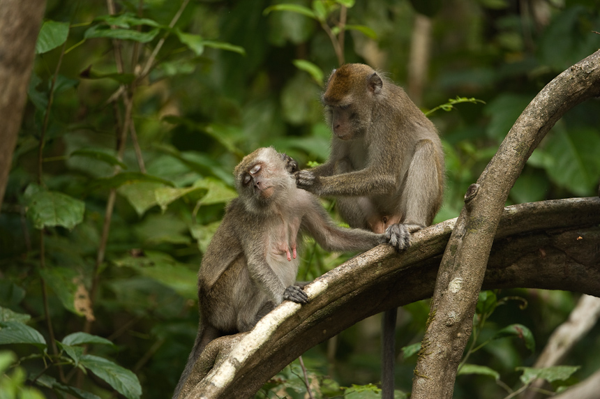 Long-tailed macaque