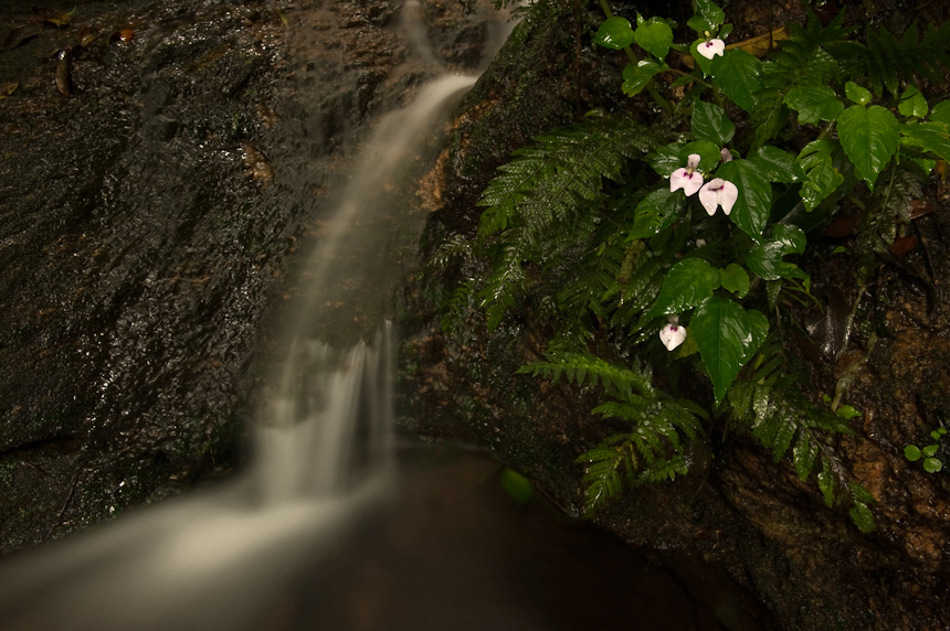 Impatiens