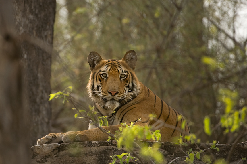 Tiger in Tadoba