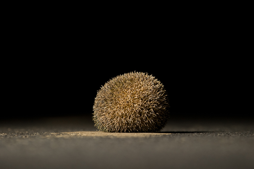 Hedgehog