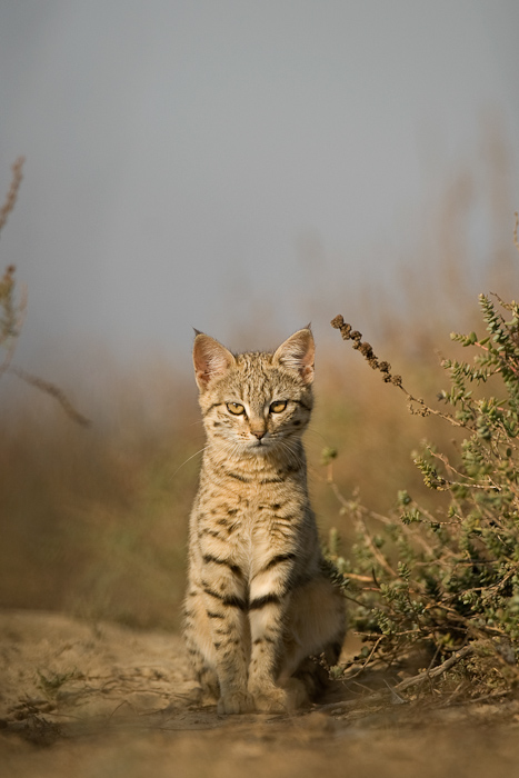 Desert cat in Kutch