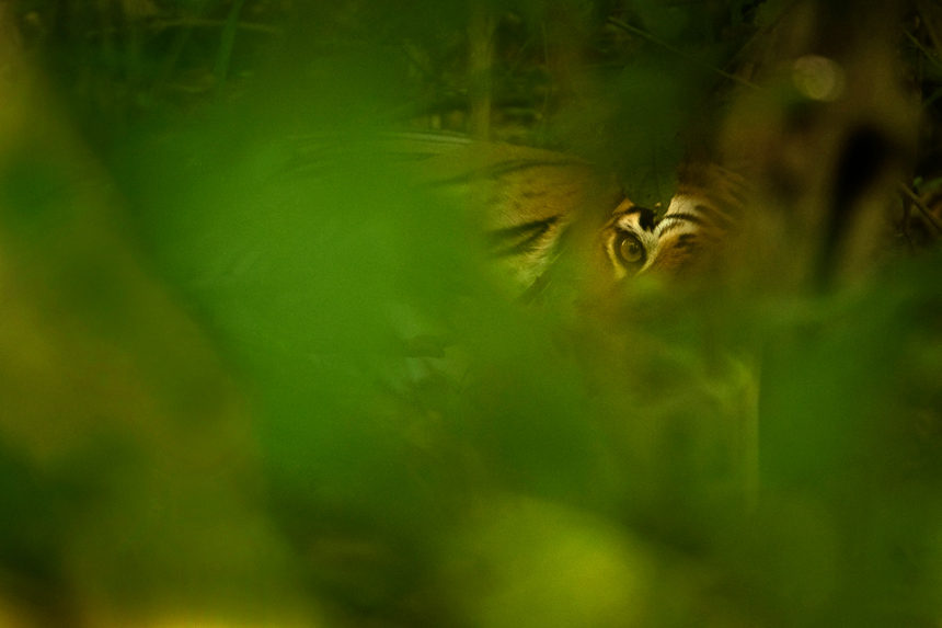 Tiger in Tadoba