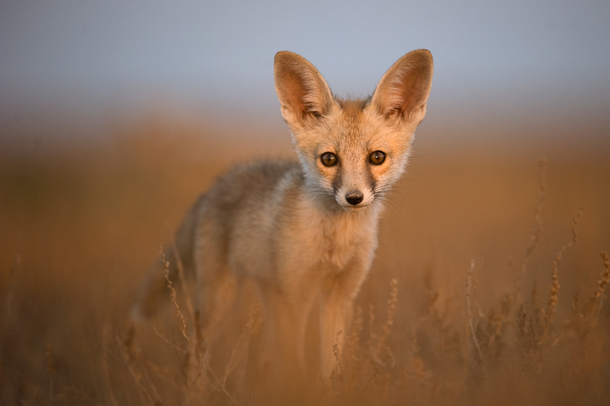 Desert fox in Kutch