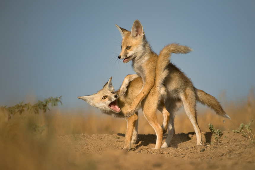 Desert fox