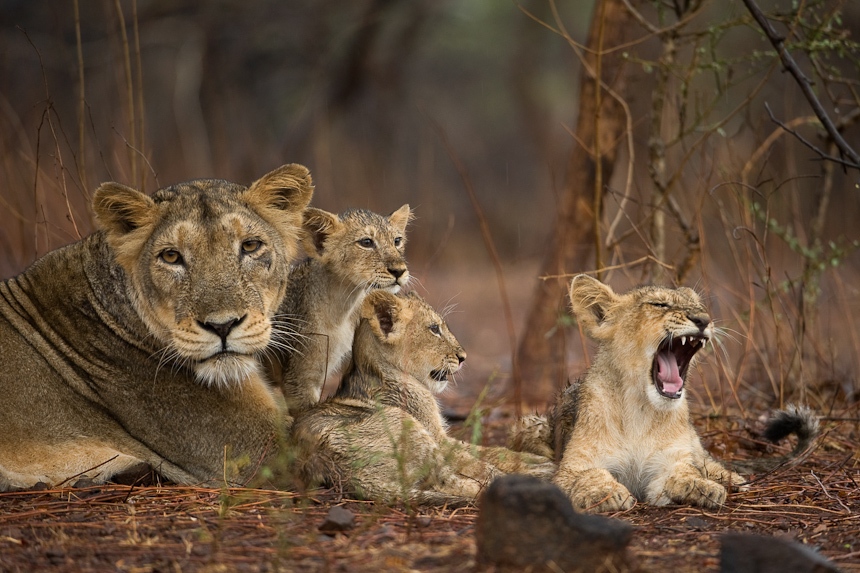 lion cubs