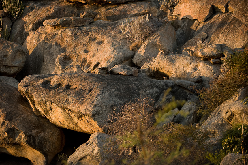 Leopard cubs in landscape