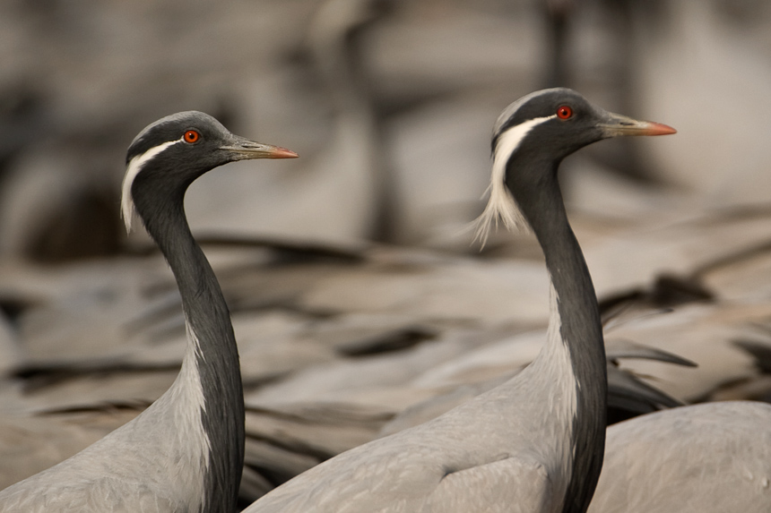 Demoiselle Cranes