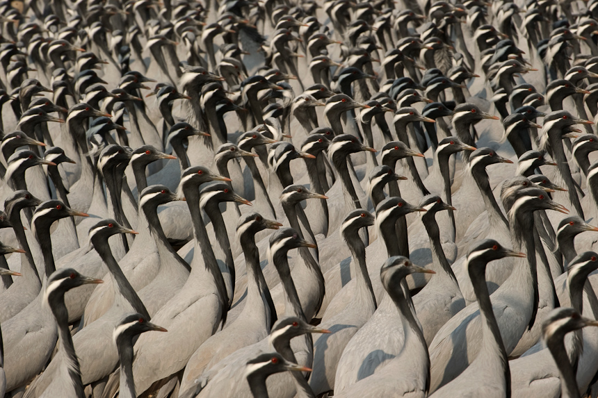 Demoiselle Cranes