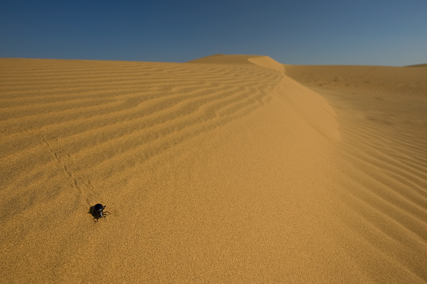 Desert beetle