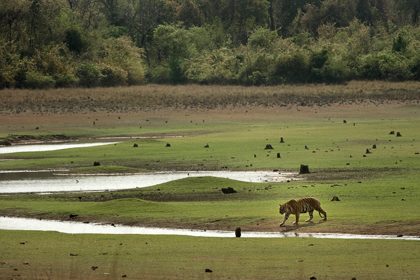 Tiger in Tadoba