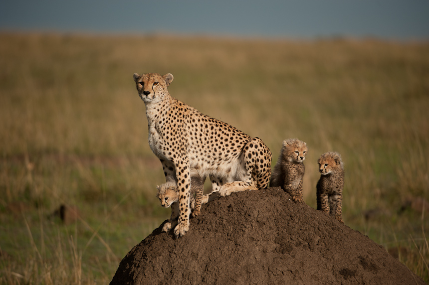 Cheetah with cubs