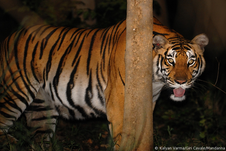 tiger at night