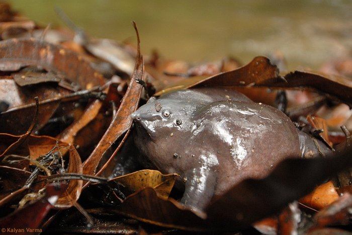 The Purple frog in the forest undergrowth