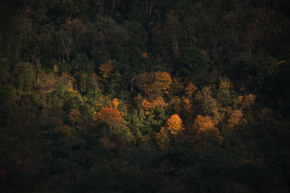 Temperate broad-leaved oak forests, Eaglenest Wildlife Sanctuary, Arunachal Pradesh.