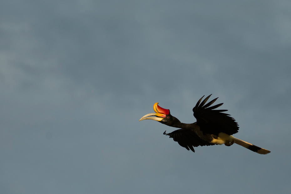 A male Rhinoceros Hornbill Buceros rhinoceros flies across the Kinabatangan river. Hornbills are farmers of the forests who disperse seeds and aid forest regeneration.