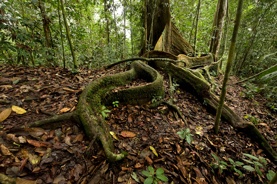 borneo-gallery-kalyan-varma