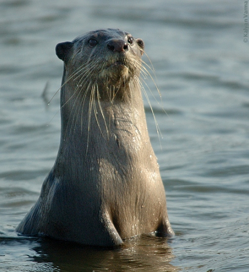 Otters For Sale