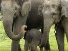 elephant family