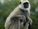 langur on bench