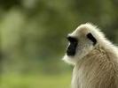 langur wallpaper