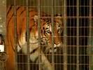 caged tiger1