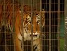 caged tiger2