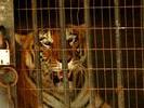 caged tiger3