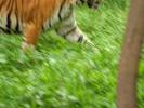 tiger chase