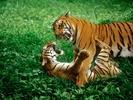 tiger fight1