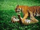 tiger fight2