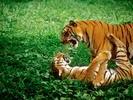 tiger fight3