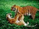 tiger fight4
